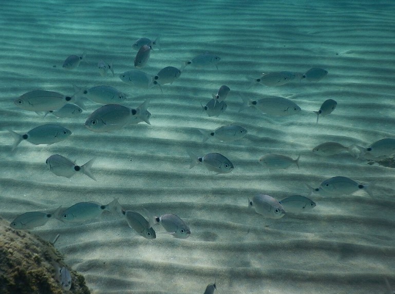 Bandbrassen Mallorca Alarmierende Begegnungen: Wenn Mallorcas Fische zubeißen
