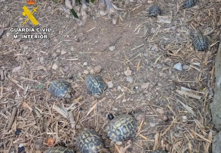 Guardia Civil beschlagnahmt 18 Mittelmeerschildkröten auf Mallorca